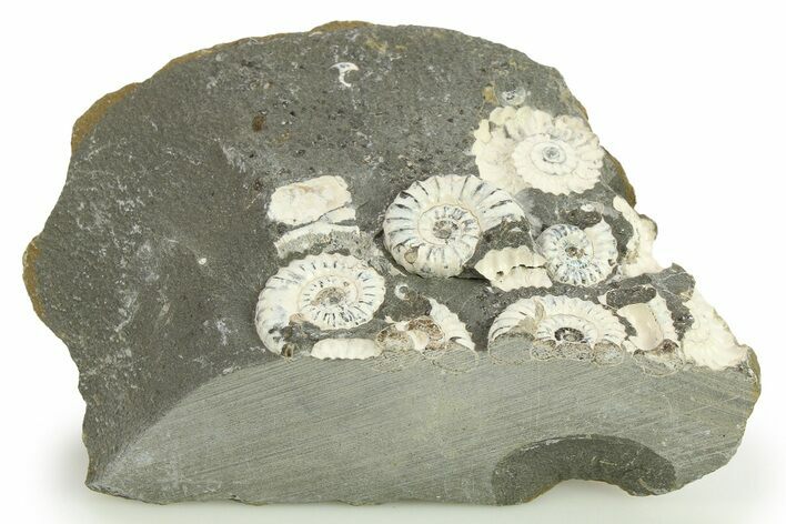 Ammonite (Promicroceras) Cluster - Marston Magna, England #281998